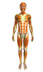 3d rendered illustration of male muscles anatomy