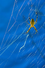 The wasp spider Argiope bruennichi on the spiderweb