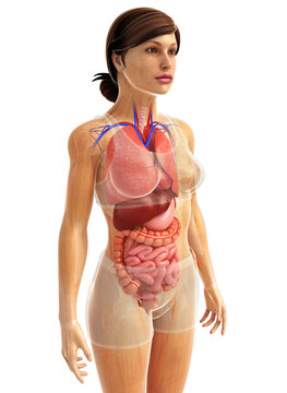 digestive system artwork
