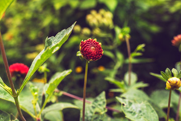 Closed Red Flower Bud in Garden.