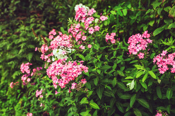 Pink Petals and Green Leafs.