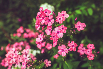 Close-up of Pink Petals and Green Leafs.