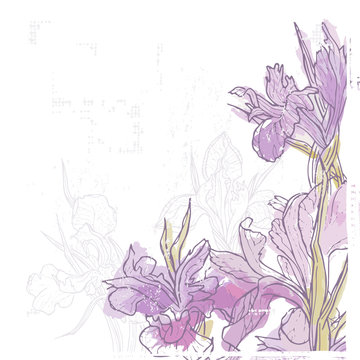 Hand drawn retro card with tender watercolor iris  flowers