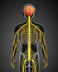 Male nervous system artwork