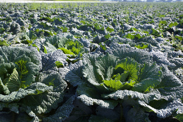 Feld mit Wirsingkohl