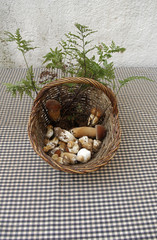 Boletus, hongos y setas comestibles