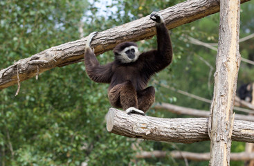 Gibbon