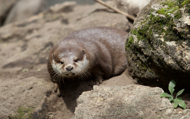 Fototapeta premium Otter