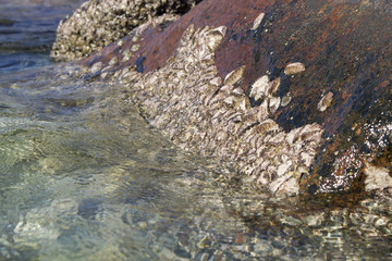 Clams stuck to rocks with clear sea water hitting against it