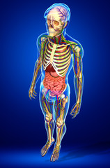 Lymphatic, skeletal, nervous and circulatory system of male anat