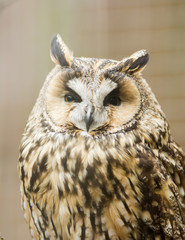 long- eared owl, asio otus