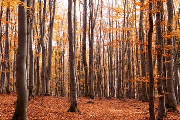 Beech Forest in Autumn, Czech Republic, Europe