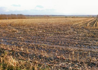 Stoppelfeld im Winter