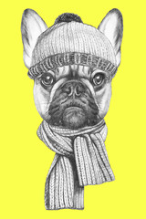 Portrait of French Bulldog with scarf and hat. Hand drawn illustration.