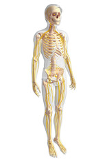 Male skeleton and nervous system artwork