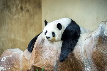 Crédence de cuisine en verre imprimé Panda Giant panda bear sleeping