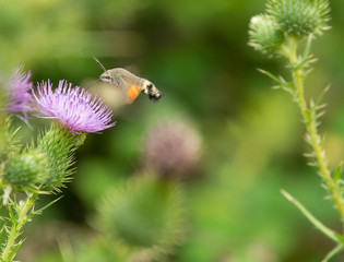 Hummingbird hawk-moth