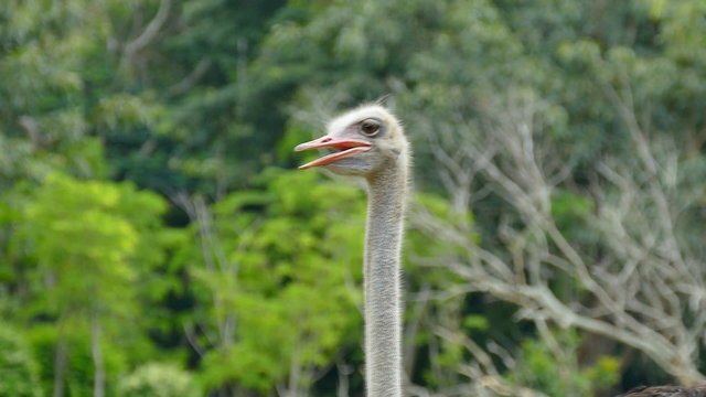 Portrait of Ostrich at a zoo