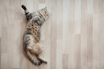 Cat top view lying on parquet floor  - obrazy, fototapety, plakaty