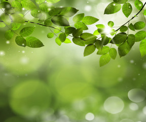 natural green background with selective focus