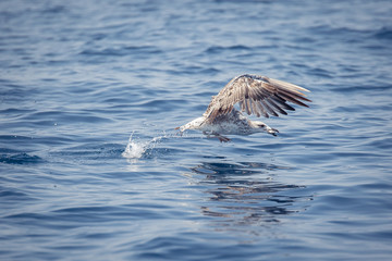 Fototapeta premium il gabbiano e la sua preda 