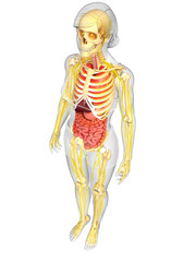 Female body of Nervous and digestive system artwork