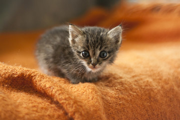 The kitten sits on an orange blanket