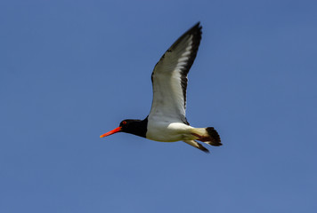 Oystercatcher (Haematopus ostralegus)