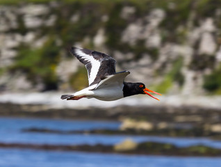 Oystercatcher (Haematopus ostralegus)