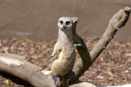 Erdm&auml;nnchen