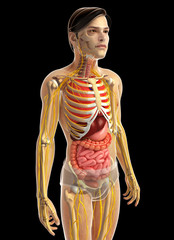 3d rendered illustration of male digestive system