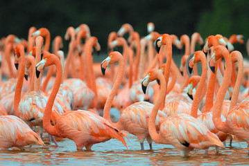 Obraz premium Flock of greater flamingos (Phoenicopterus roseus) in Mexico 