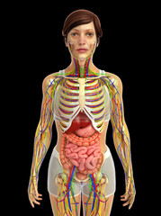 3d rendered illustration of female digestive system