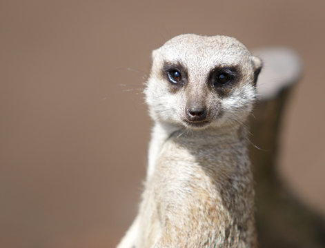 Erdm&auml;nnchen