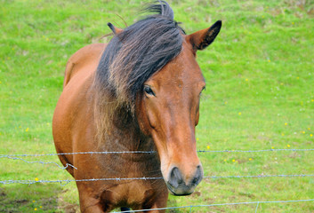 Obraz premium Icelandic traditional horse close portrait