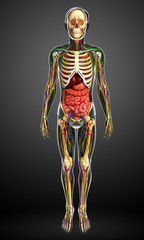 Lymphatic, skeletal, nervous and circulatory system of male anat