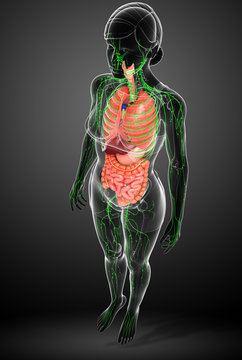 Lymphatic and digestive system of Female body artwork