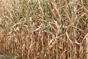 Hitzeschäden Maisfeld