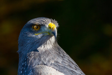 Orzeł Aguja © fotoevent24