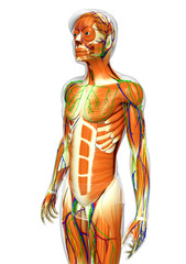 3d rendered illustration of male muscles anatomy