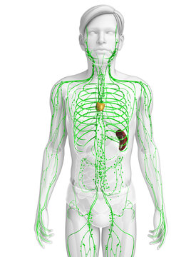 3d rendered illustration of male lymphatic system