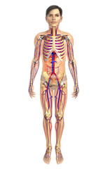 3d rendered illustration of male skeletal anatomy