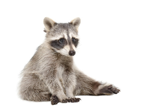 Cute raccoon sitting isolated on a white background