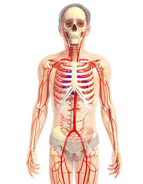 3d rendered illustration of heart anatomy