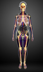Fototapeta premium female skeletal circulatory system