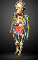 Lymphatic, skeletal, nervous and circulatory system of female bo