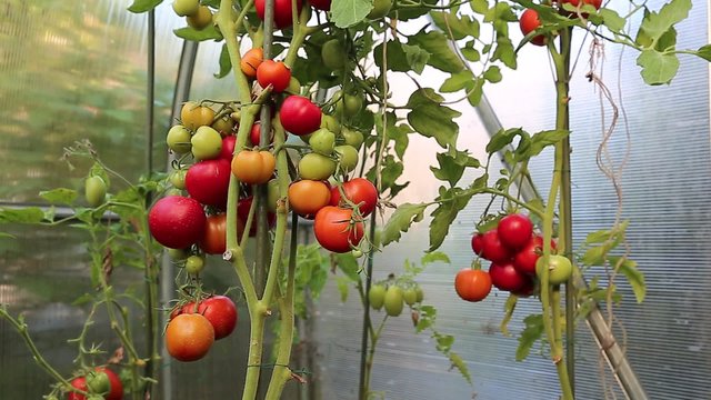 Video harvest ripe red tomatoes in a greenhouse