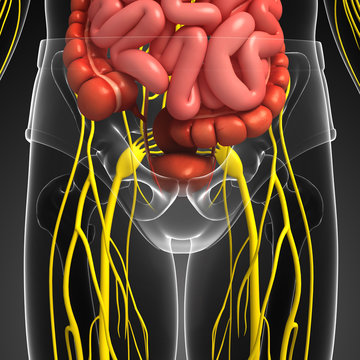 Human pelvic girdle nervous and digestive system artwork