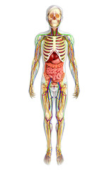 Fototapeta premium Lymphatic, skeletal, nervous and circulatory system of male anat