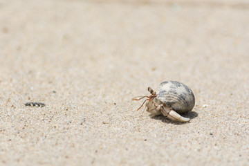 Crab in the sand